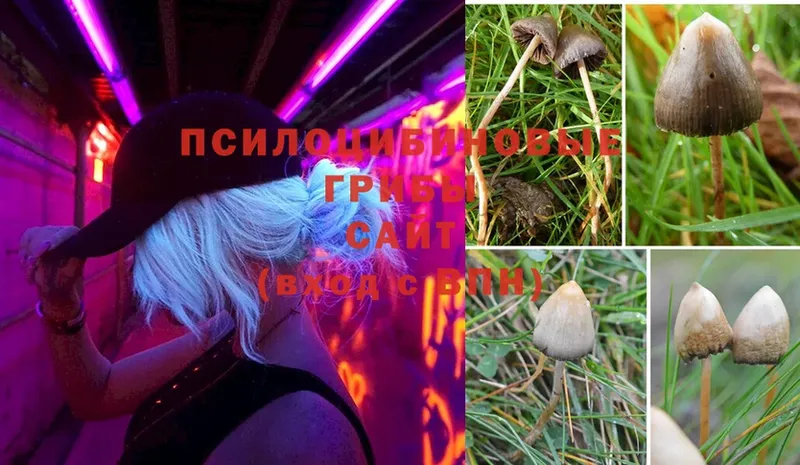 Галлюциногенные грибы Psilocybine cubensis  OMG вход  Горнозаводск 